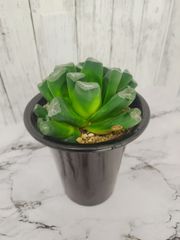 【大株 実生苗 多肉植物】ハオルチア 万象 Haworthia maughanii