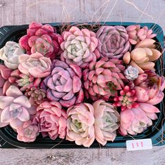 新春特別価格!!多肉植物寄せ植えset♡111♡+プレゼント