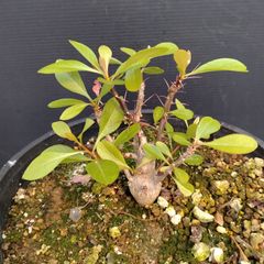 X222【自社養生株】フォークイエリア　ファシクラータ　実生（発根株・鉢植え）【灌木系・塊根植物】