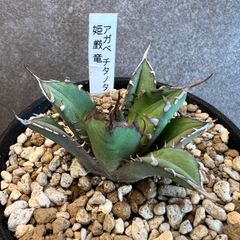 2350 【鉢のまま発送】 アガベ チタノタ 姫厳竜 姫巌龍 - メルカリ