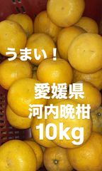 愛媛県産　宇和ゴールド　河内晩柑　柑橘　10kg