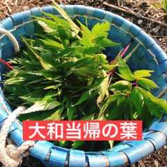 希少な大和当帰の苗 2株 奈良県産 - メルカリ
