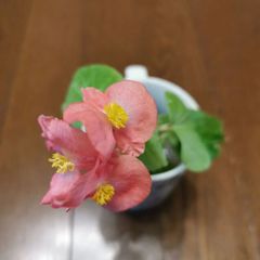 ベゴニア　(ピンク／赤／白)　苗／さし穂 タネ