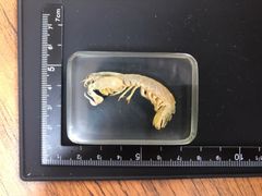 樹脂標本（シャコの仲間）