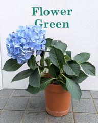 【来季用】水色の恋　舞姫　ブルー　ハイドランジア　カット鉢