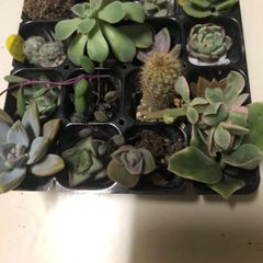 多肉植物カット苗