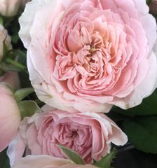 切り花　S4NNR2T3　和バラ★微香●大輪　ロゼット咲きの花弁が美しい★挿し木苗