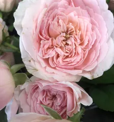 古澤蓮様」 切り花品種バラ苗Pink'n Pret♡ Rose