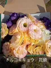 菅原靖リトグラフトルコ桔梗10/100