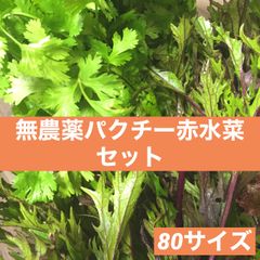 パクチー 赤紫水菜セット 農薬栽培期間中不使用 固定種野菜 ミズナ 80サイズ