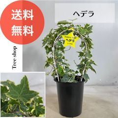 ヘデラ【送料無料】アイビー 12ｃｍプラ鉢 高さ0.4ｍ 幅0.2ｍ 斑入り ヘデラヘリックス 苗木 植木 アーチ仕立て 観葉植物