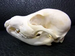 高品質！ベニンクシマンセの頭骨