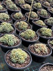抜き苗 ゾウゲ MY54×6株 ふっくら 多肉植物 エケベリア サボテン 韓国苗 新入荷