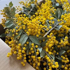 ミモザ パールアカシア 80サイズ - メルカリ