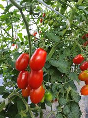北海道産のロッソナポリタン★旨味あふれる化学農薬不使用ミニトマト1kg冷蔵便