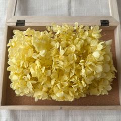 プリザーブドフラワー アジサイ 約25g (イエロー系)  PRMVRA 未使用品 紫陽花 ヘッド