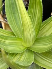 Aloe deltoideodonta var. fallax　f.varieg