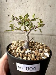 CURVE 01 （4~9号 6点セット） 大型 植木鉢 パキプス