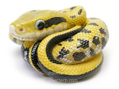 【動物の惑星】タイワンスジオ フィギュア