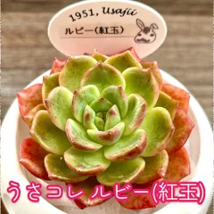 2024年最新】うさコレ多肉植物の人気アイテム - メルカリ