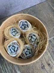 ラウイ　エケベリア　カット苗　5個セット　多肉　多肉植物
