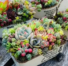 オーダー承ります 多肉植物寄せ植え そのまま飾れる ちまちま寄せ