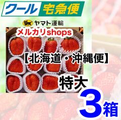 ③箱特大【北海道・沖縄便】クール便 愛媛県産新鮮朝採りいちごのサムネイル