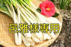 島らっきょう!ゆはな様専用!2.4kg(*^^*) - ニュー開運清子 - メルカリ