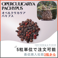 【種子】オペルクリカリア パキプス / セット割あり数量3粒から購入OK