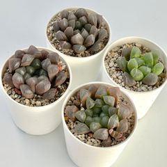 【多肉植物】ハオルチア4種セットA