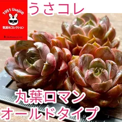 2023年最新】うさコレ多肉植物の人気アイテム - メルカリ