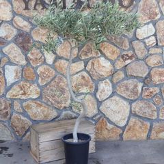 【現品１点物・高さ160cm】 創樹 オリーブ ペンドリノ 9号鉢 【現品NO.4】 寄せ植え 鉢植え 地植え 目隠し お洒落 可愛い 常緑樹 観葉植物 初心者 カラーリーフ