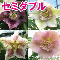 クリスマスローズ　セミダブル　半八重咲き　多年草　縁起物　冬の花　初心者おススメ
