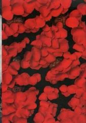 Item thumbnail for item 4f431a35-420c-4b3f-a605-569ceaf1c8e6