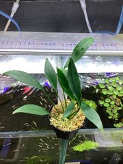 アヌビアス コンゲンシスミニ