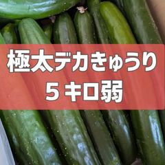 明日終了‼️超特価！5キロ弱！極太デカきゅうり！　野菜ソムリエサミット銀賞受賞　農家直送　減農薬　有機肥料　きゅうり　訳あり　規格外　5kg 産地直送