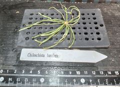 Chiloschista lunifera キロスキスタ　ルニフェラ