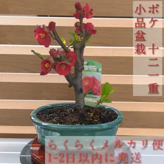寒ボケ白花 樹高10cm 盆栽 xz24021408_1.jpg