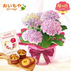 【おいもや公式】母の日限定 4号鉢 あじさい 紫陽花 【マジカルレボリューション ピンク】林檎 スイートポテト お芋 サブレ スイーツ 洋菓子 お菓子 鉢植え プレゼント 生花 花 ピンク おしゃれ かわいい (お届け時期:5/5～11のいずれか)
