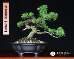 吾妻五葉松【大巓性】ダイテンショウ 実生 小品盆栽【泰寿園 Online】現品 一点物 盆栽 松柏 室内 鑑賞 趣味 卓上盆栽 盆栽鉢 グリーン 和 ギフト プレゼント 贈答品 ミニ盆栽 誕生日 母の日 父の日 敬老の日 記念日 お祝い 48