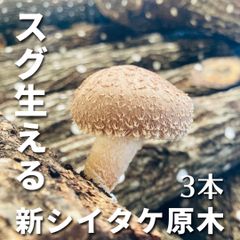 【ピチピチ新品！】すぐ生えるしいたけ原木 新ホダ木 3本 長さ約100cm 太さ約10cm ⭐︎送料無料⭐︎