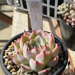 HALKAサキュレント 命名⭐️Filouフィルー⭐️爪が素敵なエケベリア 多肉 HALKAサキュレント 命名⭐️Filouフィルー⭐️爪が素敵なエケベリア