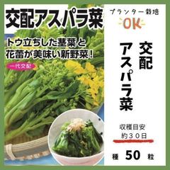 【野菜の種】ほのかな甘み♡美味しい「アスパラ菜」収穫約３０日～プランター栽培OK