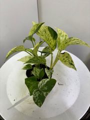 ポトス・マーブル　3号ポット　斑入り　可愛い　ハンギング　オシャレ　観葉植物　インテリア　グリーン　育てやすい