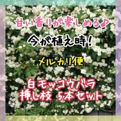 【メルカリ便】白モッコウバラ挿し枝5本セット