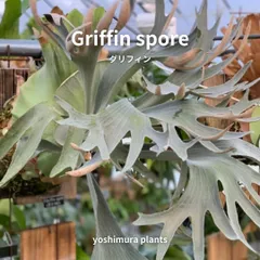 2025年最新】Diversifoliumの人気アイテム - メルカリ