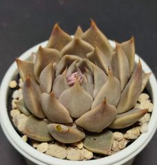 エケベリア 原種 トバレンシス トバーその9  花芽あり　ケーレス実生苗  tobarensis ,Tobar  月曜or火曜日発送。