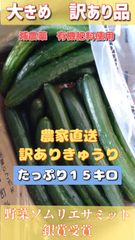 割引クーポンで100円引き！ 15キロ弱！リピーター続出！デカきゅうり！　野菜ソムリエサミット銀賞受賞　農家直送　減農薬　有機肥料　ちょいデカきゅうり　訳あり　15kg