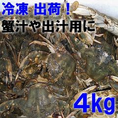 イシガニ 石蟹 マダコ釣りに 石カニ 食用ではありません。真蛸釣りに ４kg