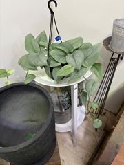スキンダプサス・オルモストシルバー　4号　吊り鉢　ハンギング　観葉植物　耐陰性　インテリア　グリーン　丈夫　育てやすい